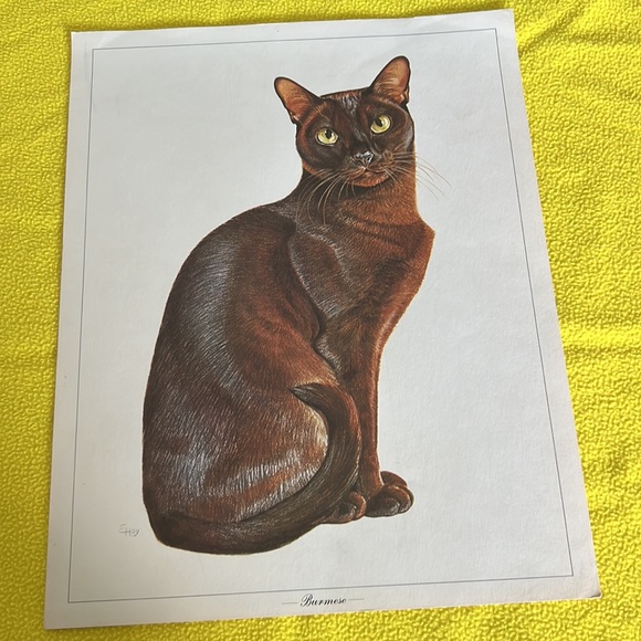 Cat 🐈‍⬛ Portraits - Picture 2 of 7